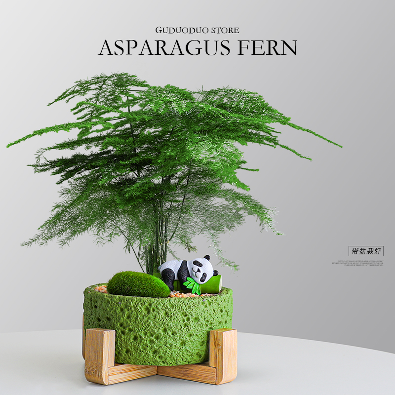 文竹小盆栽室内桌面耐阴好养绿植