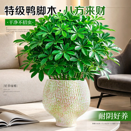 【办公室招财】好养活鸭脚木盆栽