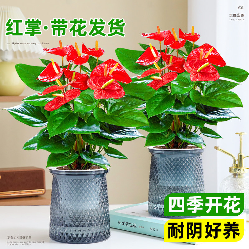 水培红掌白掌盆栽鸿运当头花卉植物室内绿植多季开花净化空气好养