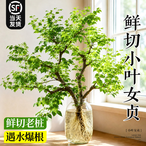【鲜切小叶女贞】水培老桩绿植物
