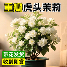 虎头茉莉花盆栽四季常青浓香大苗重瓣大花室内客厅水培花卉绿植物