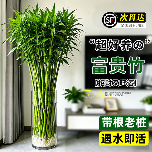 【老桩带根富贵竹】水培粗枝好养