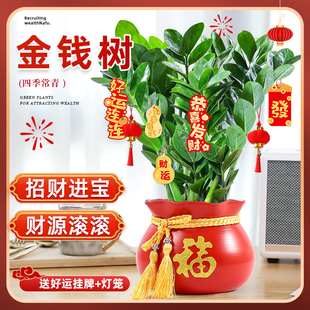 金钱树盆栽植物室内客厅钱串子招财摇钱树绿植花卉好养活四季旺宅