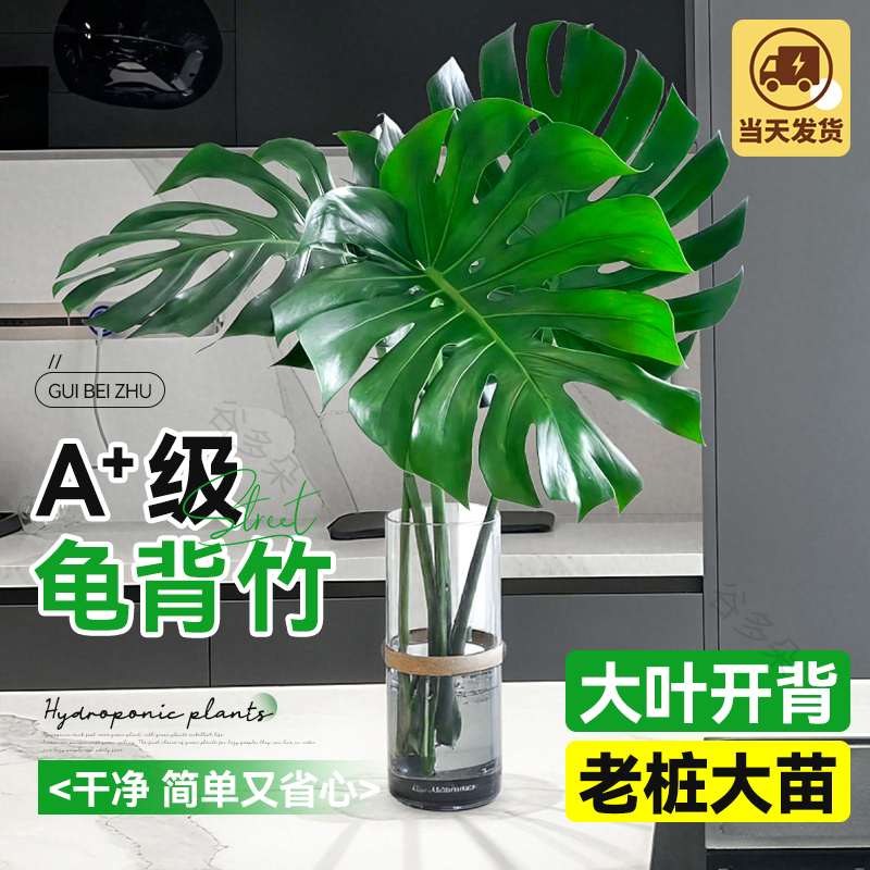龟背芋水培植物室内好养活绿植老桩大叶室内盆栽四季常青净化空气