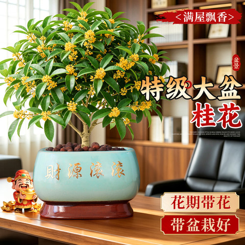【满屋飘香】四季桂花阳台好养活