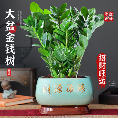 【旺运招财】特级大盆金钱树盆栽