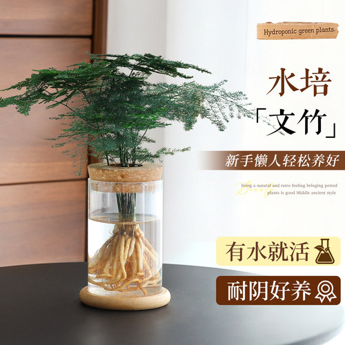 【耐阴文竹】桌面懒人好养盆栽