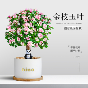 金枝玉叶盆栽室内绿植老桩棒棒糖造型肉肉花卉好养耐旱多肉植物