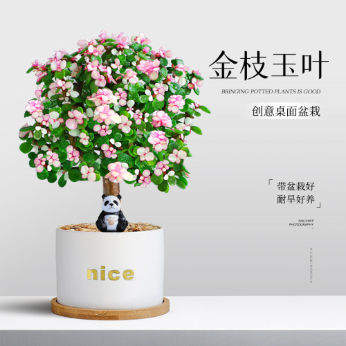 金枝玉叶盆栽室内绿植好养多肉