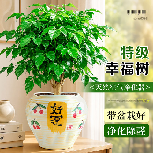 【耐阴好养】特级老桩幸福树盆栽