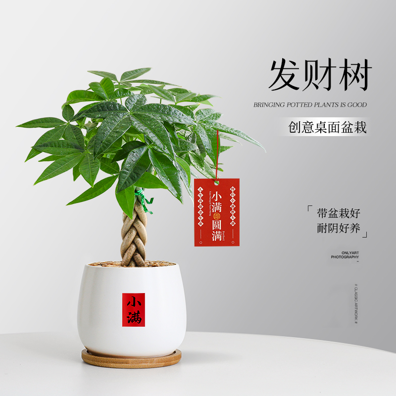 特级辫子发财树盆栽室内绿植好养