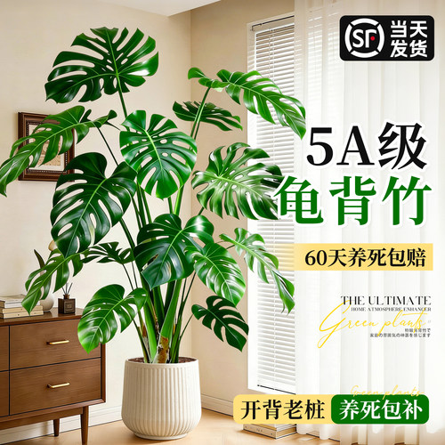 龟背竹大盆栽室内大型老桩绿植物