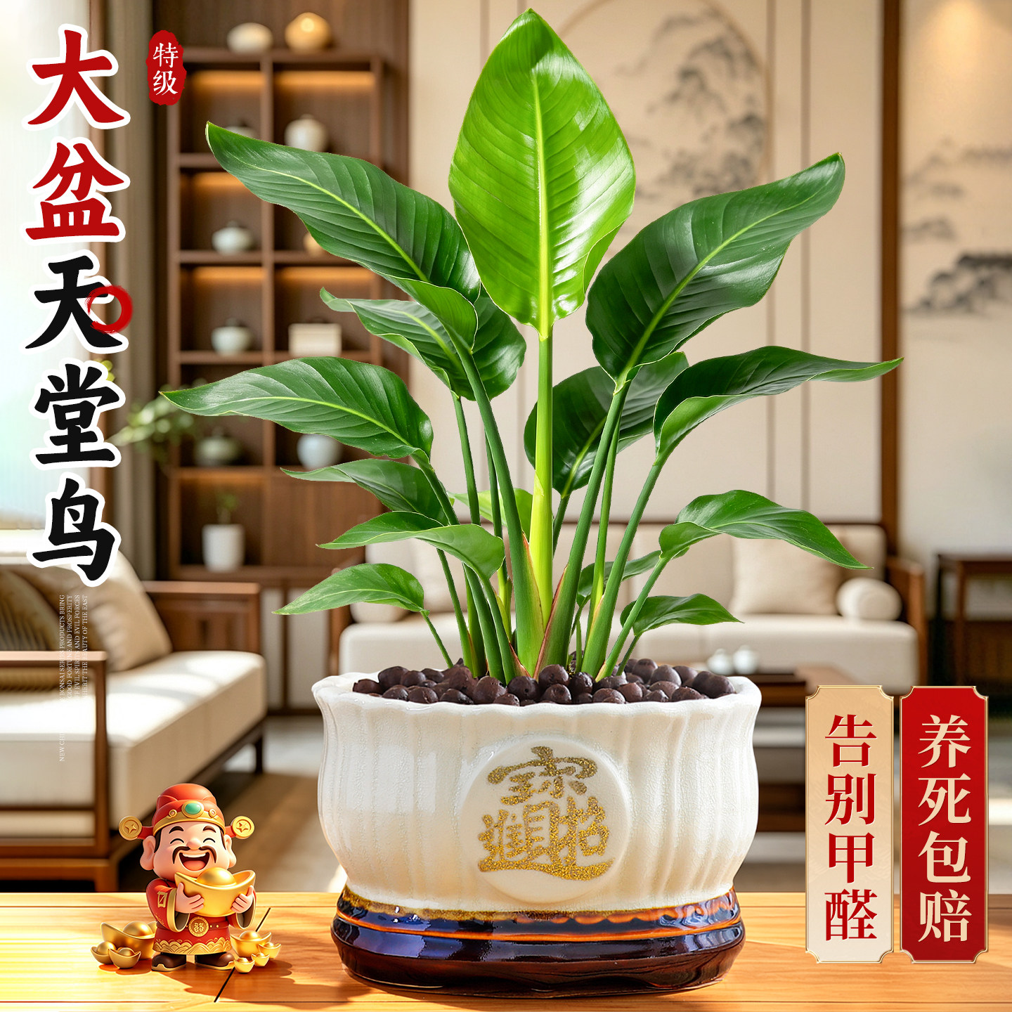 特级天堂鸟室内桌面绿植盆栽望鹤兰客厅花卉净化空气四季常青好养