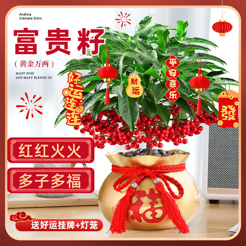 特级富贵籽盆栽黄金万两旺宅植物带红果客厅招财室内好养绿植花卉,鲜花速递/花卉仿真/绿植园艺,时令草本花卉,淘宝优惠券,粉丝福利购,淘宝优惠卷