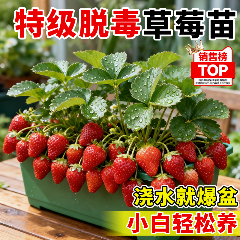 草莓苗盆栽四季结果优质奶油草莓