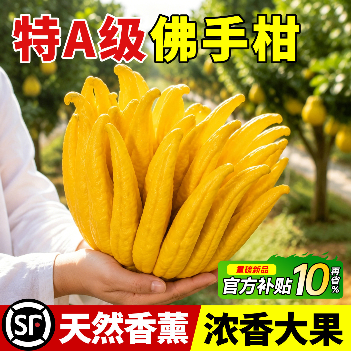 佛手柑鲜果水培绿植物香橼天然香薰客厅室内桌面摆件现摘现发好养