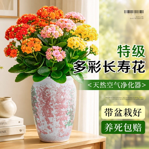 【懒人好养花卉】重瓣长寿花绿植