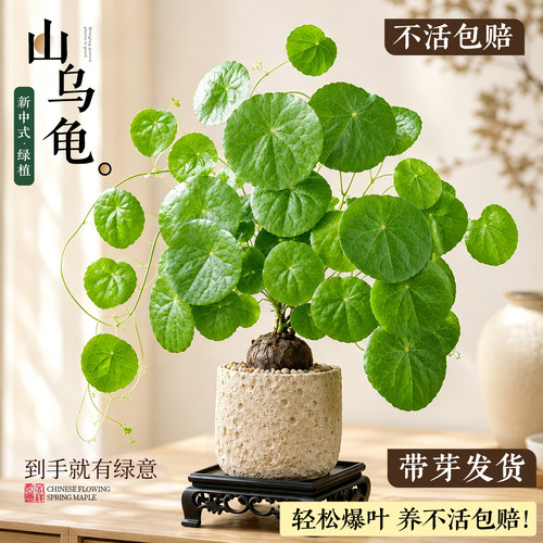 【土培水培皆可】山乌龟金不换