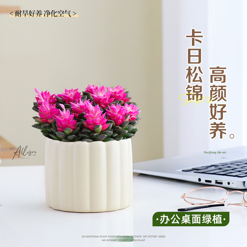 卡日松锦多肉植物办公室桌面绿植