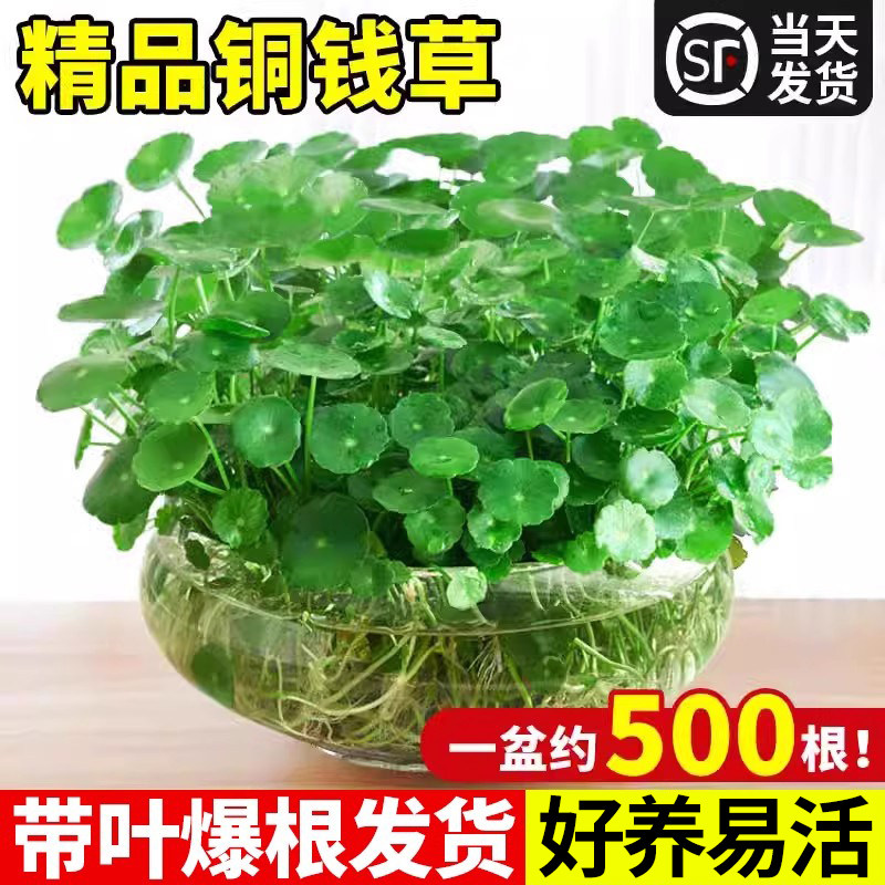 铜钱草水培大叶植物盆栽小叶金钱草绿植室内客厅鱼缸水草四季好养