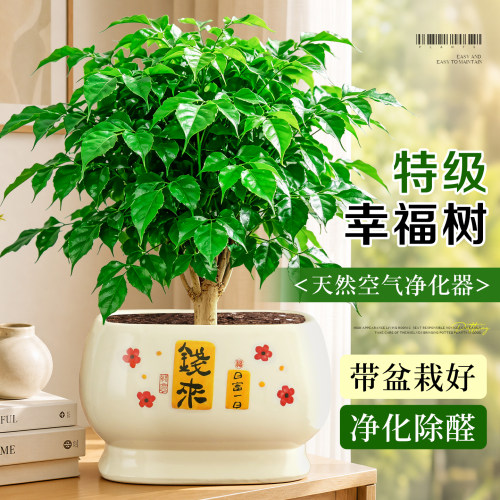 【除甲醛绿植】老桩幸福树盆栽