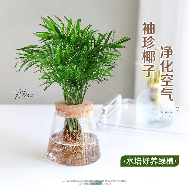 袖珍椰子水培植物小盆栽富贵椰子