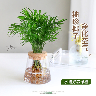 袖珍椰子水培植物小盆栽富贵椰子