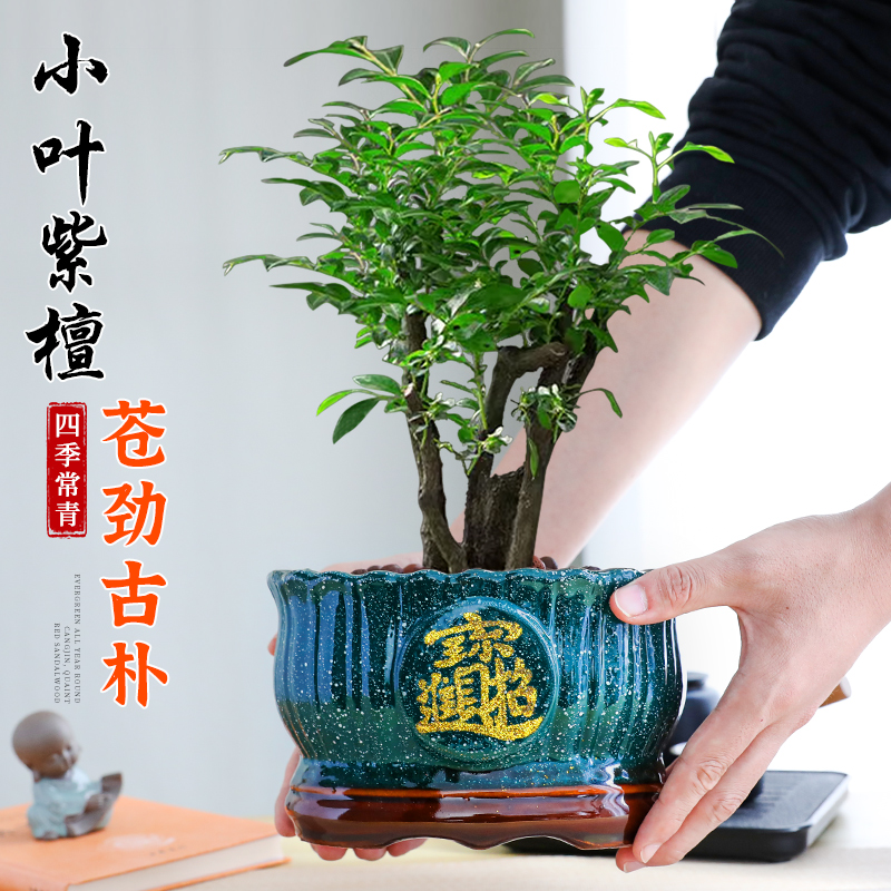 小叶紫檀盆景绿植盆栽书房办公室桌面植物中式禅意老桩四季好养活