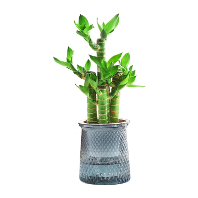 富贵竹盆栽招财竹步步高桌面绿植