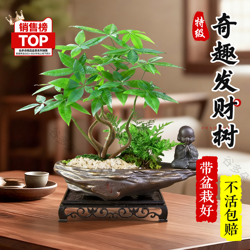 奇趣发财树盆栽室内招财禅意绿植
