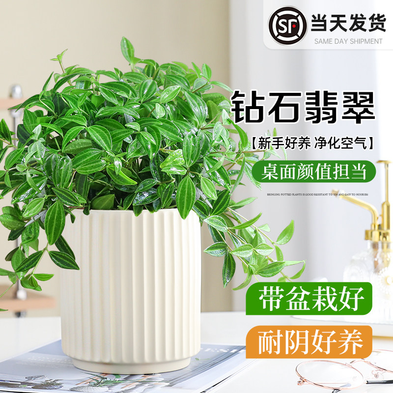 钻石翡翠盆栽室内常青好养活绿植