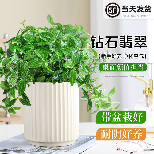 钻石翡翠盆栽室内常青好养活绿植