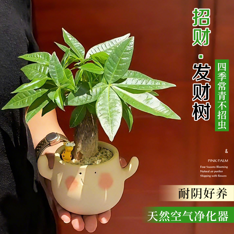 发财树小盆栽办公室绿植花卉室内桌面工位上招财摆件客厅好养植物