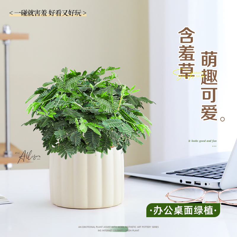 含羞草盆栽室内绿植办公桌面花卉