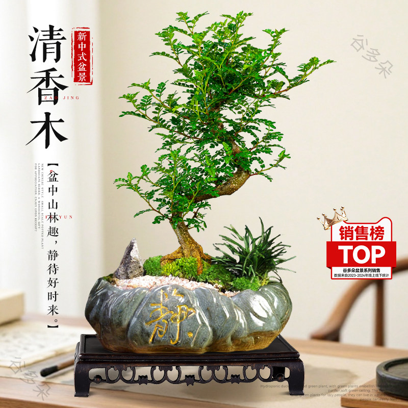 清香胡椒木盆栽S造型盆景老桩植物办公室内书房好养绿植四季常青