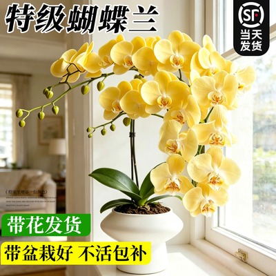 【带花蝴蝶兰】好养室内花卉盆栽