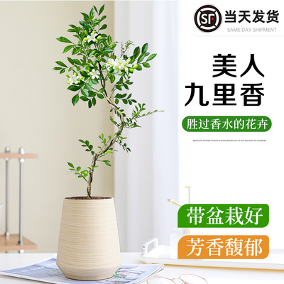 美人九里香室内桌面好养造型盆栽
