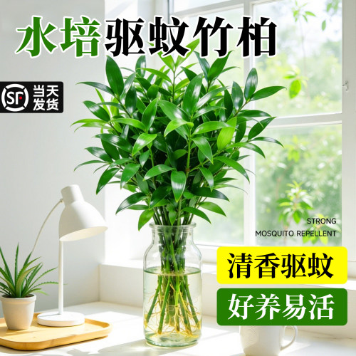 驱蚊竹柏水培植物盆栽室内好养