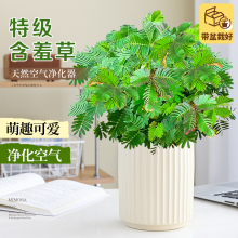 含羞草盆栽室内客厅办公桌面上趣味可爱小绿植害羞草四季好养花卉