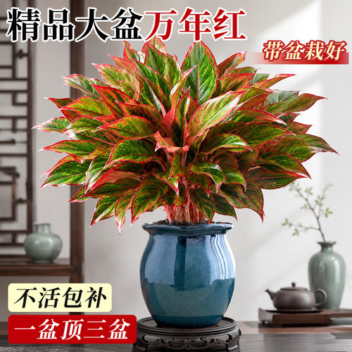【特级万年红】盆栽绿植四季好养