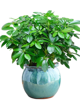 八方来财鸭脚木盆栽植物七叶莲