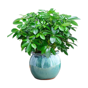 八方来财鸭脚木盆栽植物室内外绿植七叶莲清新净化空气景德镇陶瓷