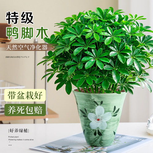 【净化除醛】鸭脚木八方来财盆栽