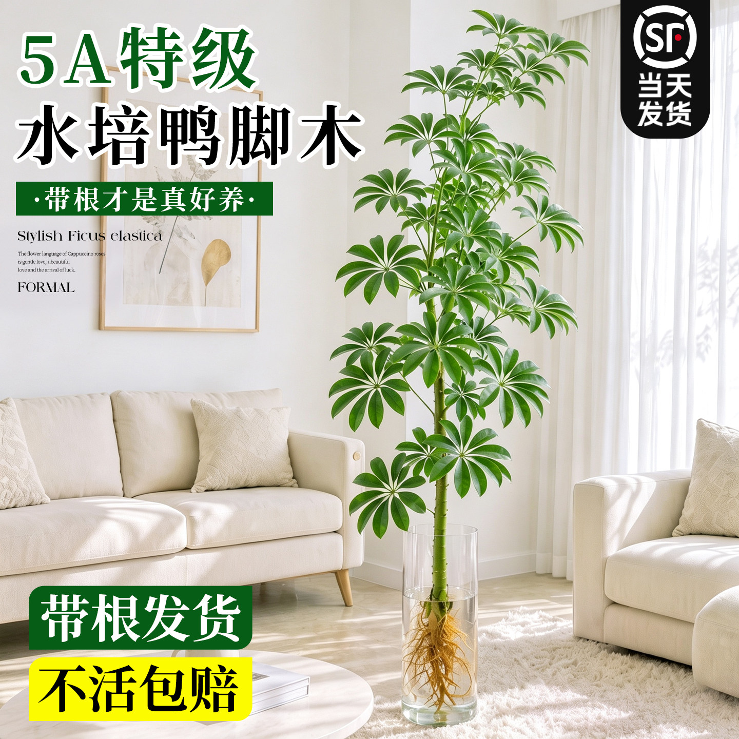 水培带根鸭脚木室内客厅桌面水养绿植八方来财招财七叶莲四季常青