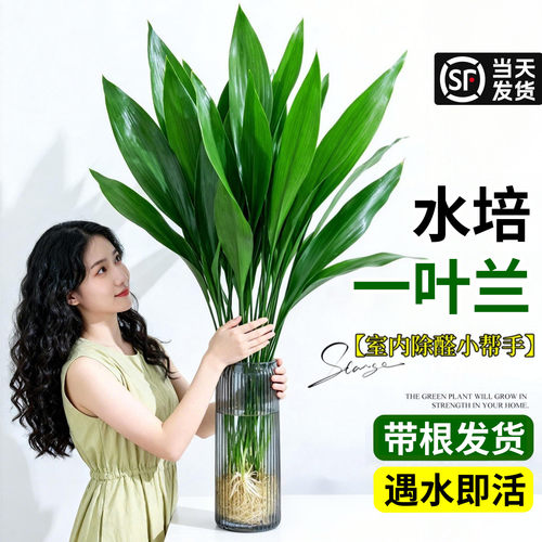 【大叶带根】水培一叶兰盆栽好养