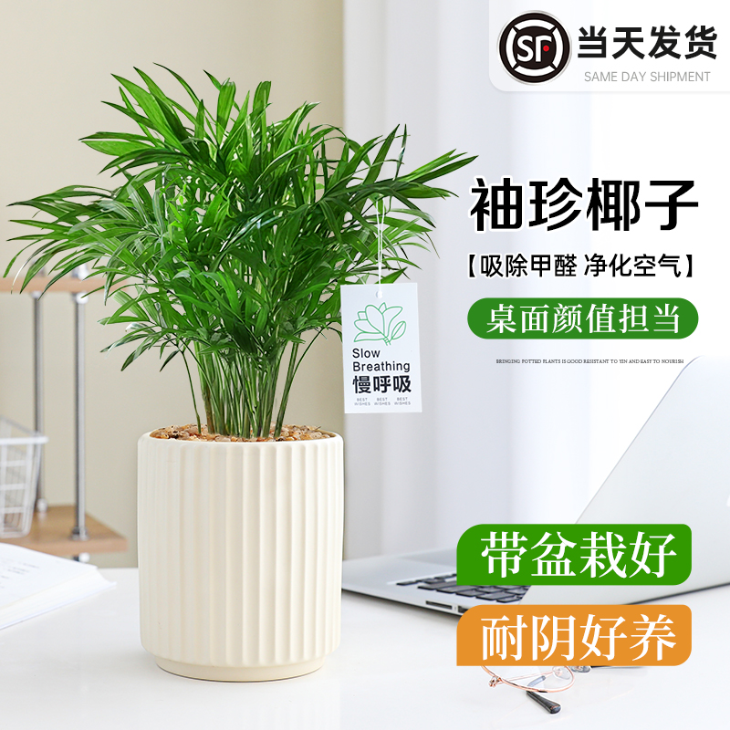 袖珍椰子散尾葵绿植盆栽室内好养