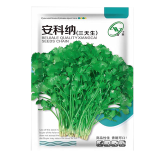 四季香菜籽种苗耐热香菜盆栽大小叶芫荽种子阳台老品种香草菜种籽