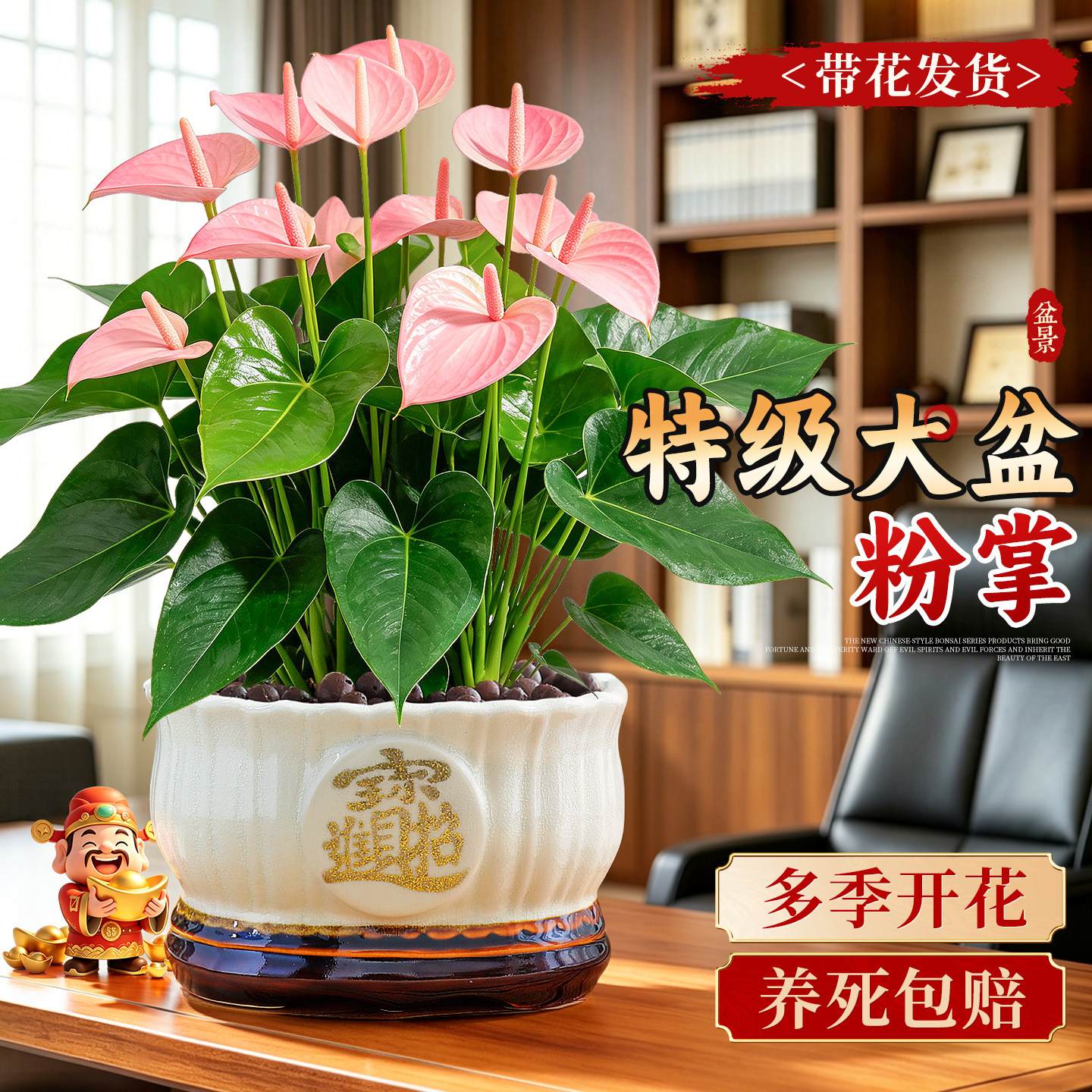 大盆带花粉掌盆栽客厅室内桌面绿植花卉多季开花净化空气耐阴好养