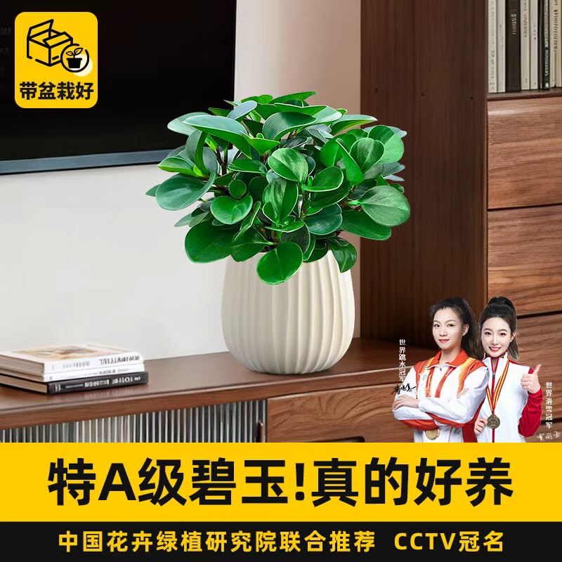特级碧玉绿植室内客厅桌面花卉豆瓣绿植四季好养净化空气耐阴盆栽