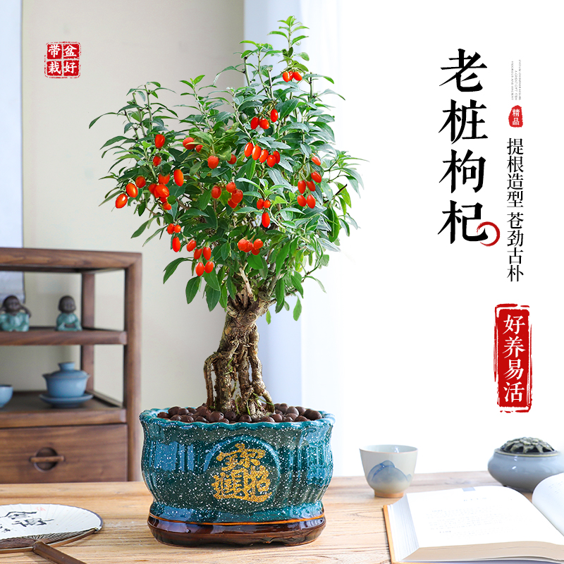 枸杞树盆景老桩室内桌面中式盆栽